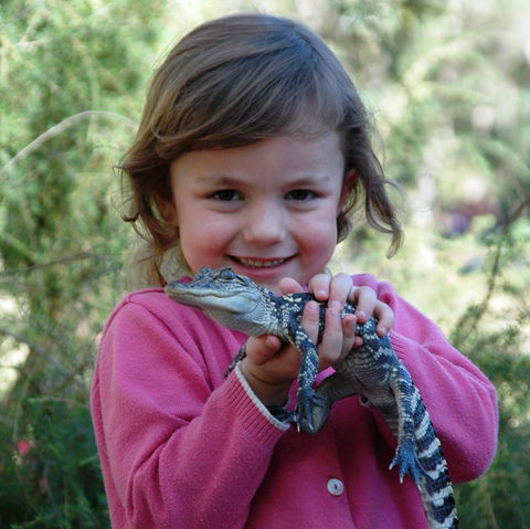 Australian Reptile Park - Great Ocean Road Tourism 2