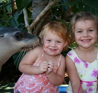 Dolphin Marine Magic - Great Ocean Road Tourism