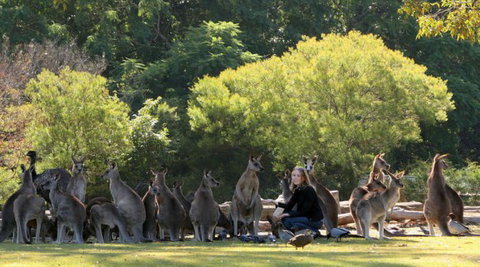 Lone Pine Koala Sanctuary - Great Ocean Road Tourism 1
