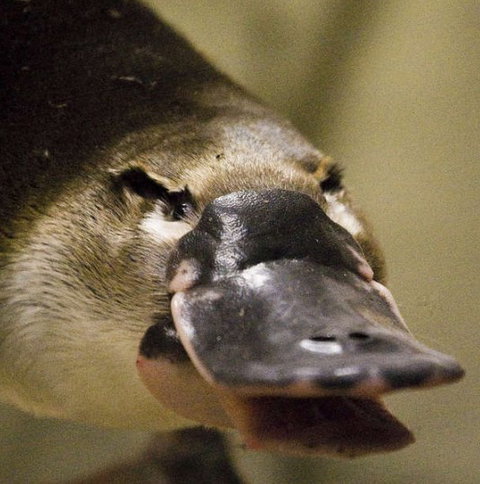 Lone Pine Koala Sanctuary - Great Ocean Road Tourism 2