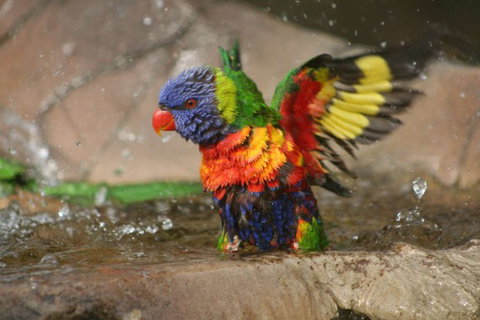 Lone Pine Koala Sanctuary - Great Ocean Road Tourism 5