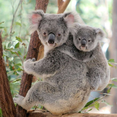 Lone Pine Koala Sanctuary - Great Ocean Road Tourism 6