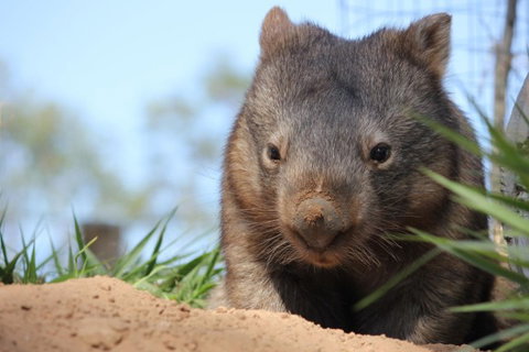 Lone Pine Koala Sanctuary - Great Ocean Road Tourism 7