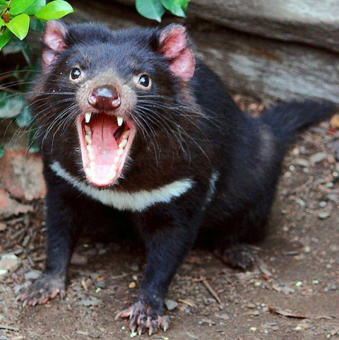 Lone Pine Koala Sanctuary - Great Ocean Road Tourism 8