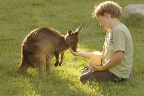 Cleland Wildlife Park - Great Ocean Road Tourism 4