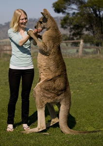Zoo Doo Wildlife Park - Great Ocean Road Tourism 5