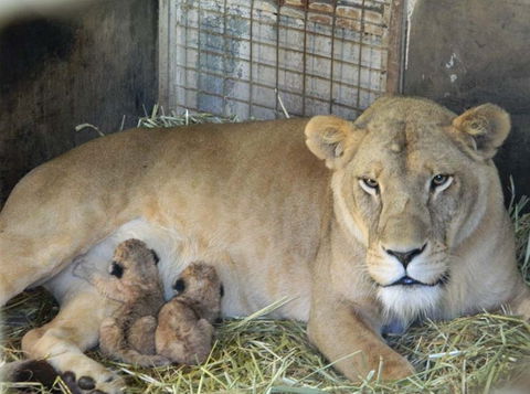 Darling Downs Zoo - Great Ocean Road Tourism 2