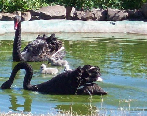 Darling Downs Zoo - Great Ocean Road Tourism 3