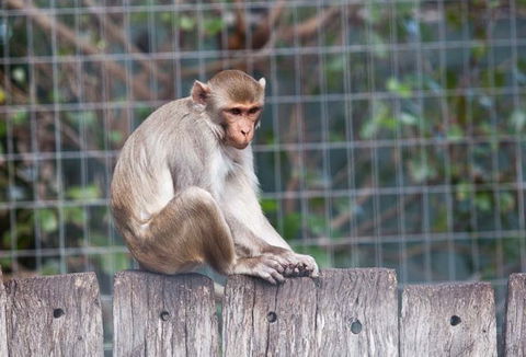 Darling Downs Zoo - Great Ocean Road Tourism 5