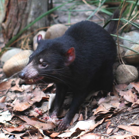 WILD LIFE Sydney Zoo - Great Ocean Road Tourism 5