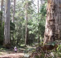 Warren River Loop Walk - Great Ocean Road Tourism