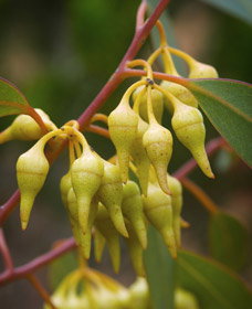 Jerdacuttup WA Great Ocean Road Tourism