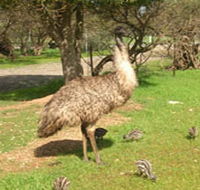 Minlaton Fauna Park - Great Ocean Road Tourism