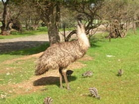 Minlaton Fauna Park - Great Ocean Road Tourism 0