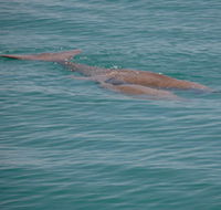 Dugongs - Great Ocean Road Tourism