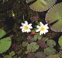 Parry Lagoons Nature Reserve - Great Ocean Road Tourism