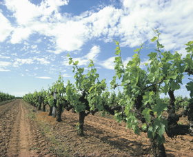 Karridale WA Great Ocean Road Tourism