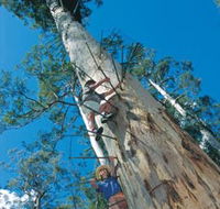 Dave Evans Bicentennial Tree - Great Ocean Road Tourism