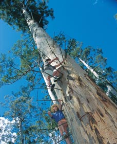 Dave Evans Bicentennial Tree - Great Ocean Road Tourism 0