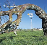 Greenough Leaning Trees - Great Ocean Road Tourism