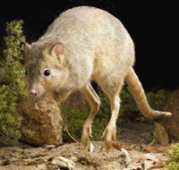Kanyana Wildlife - Great Ocean Road Tourism