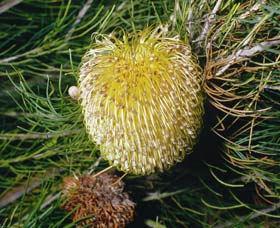 FR Berry Reserve - Great Ocean Road Tourism 0