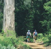 Gloucester Tree - Great Ocean Road Tourism