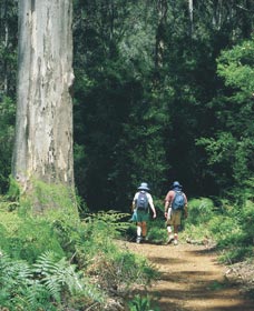 Gloucester Tree - Great Ocean Road Tourism 0