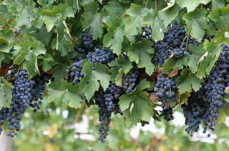 Forrest Beach WA Great Ocean Road Tourism