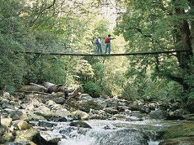 Arve Forest Drive - Great Ocean Road Tourism 0