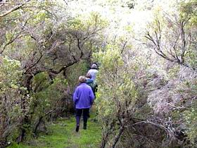 Jack And Hilda McArthur Walk - Great Ocean Road Tourism 0