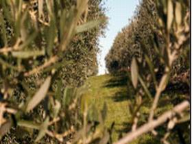 Evilo Estate - Great Ocean Road Tourism 0