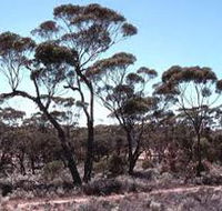 Clements Gap Conservation Park - Great Ocean Road Tourism