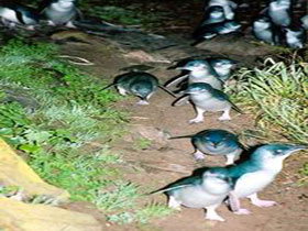 Penneshaw Penguin Centre - Great Ocean Road Tourism 0