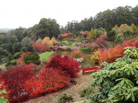Emu Valley Rhododendron Garden - Great Ocean Road Tourism 0