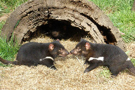 Wing's Wildlife Park - Great Ocean Road Tourism 0