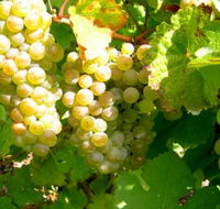 Winstead Vineyard - Great Ocean Road Tourism