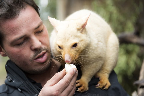 Bonorong Wildlife Sanctuary - Great Ocean Road Tourism 4