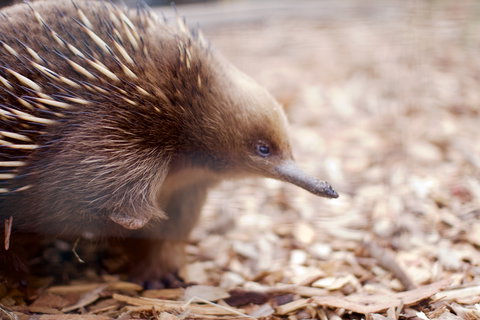 Bonorong Wildlife Sanctuary - Great Ocean Road Tourism 5