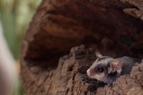 Bonorong Wildlife Sanctuary - Great Ocean Road Tourism 6