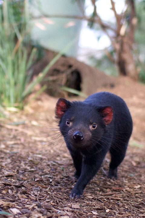Bonorong Wildlife Sanctuary - Great Ocean Road Tourism 7