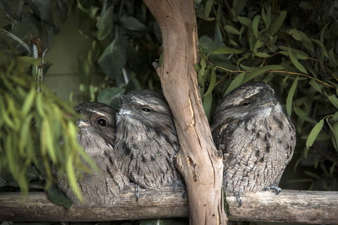 Bonorong Wildlife Sanctuary - Great Ocean Road Tourism 8