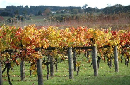 Apsley Gorge Vineyard - Great Ocean Road Tourism 0