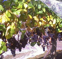 Palmara Vineyard - Great Ocean Road Tourism