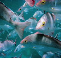 The Scottish Prince Dive Site - Great Ocean Road Tourism