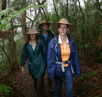 Mount Cougal Springbrook National Park - Great Ocean Road Tourism