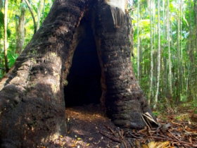 Tewantin National Park - Great Ocean Road Tourism 0