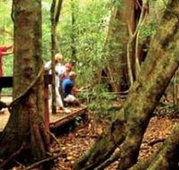 Mary Cairncross Scenic Reserve - Great Ocean Road Tourism