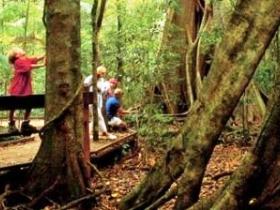 Mary Cairncross Scenic Reserve - Great Ocean Road Tourism 0