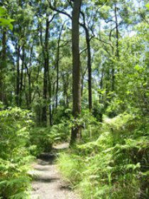 Mapleton Falls National Park - Great Ocean Road Tourism 0